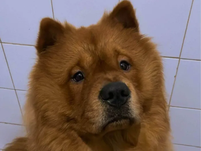 Cachorro ra a Chow Chow idade 1 ano nome Thor