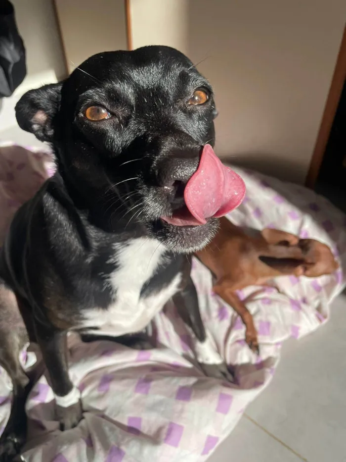 Cachorro ra a SRD-ViraLata idade 3 anos nome Maria Julia