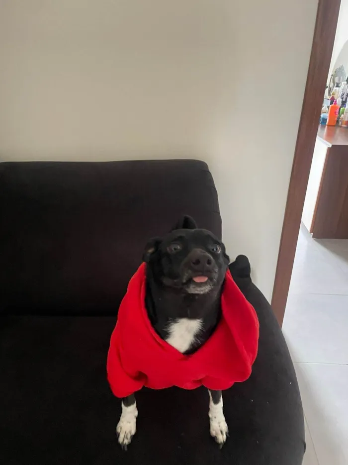 Cachorro ra a SRD-ViraLata idade 3 anos nome Maria Julia