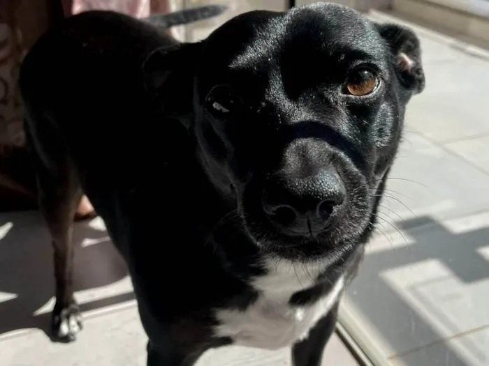 Cachorro ra a SRD-ViraLata idade 3 anos nome Maria Julia