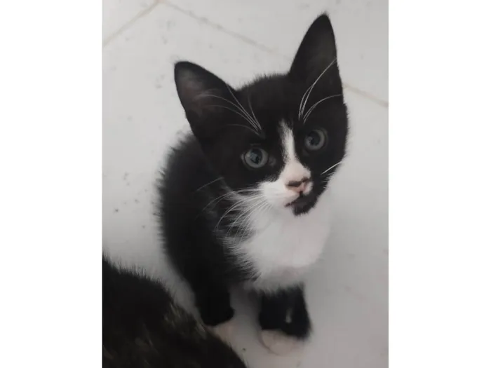 Gato ra a SRD-ViraLata idade Abaixo de 2 meses nome Mel