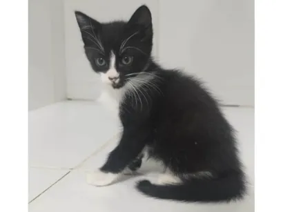 Gato raça SRD-ViraLata idade Abaixo de 2 meses nome Mel