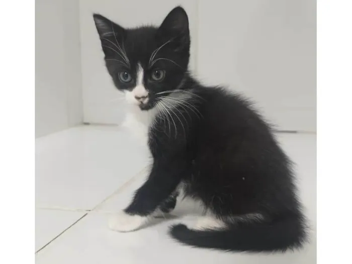 Gato ra a SRD-ViraLata idade Abaixo de 2 meses nome Mel