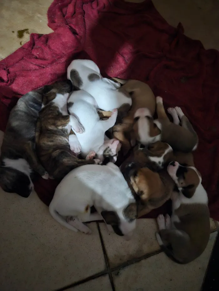 Cachorro ra a SRD-ViraLata idade Abaixo de 2 meses nome 10 filhotes