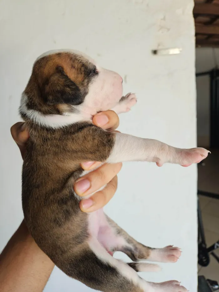 Cachorro ra a SRD-ViraLata idade Abaixo de 2 meses nome 10 filhotes