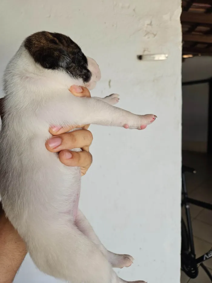 Cachorro ra a SRD-ViraLata idade Abaixo de 2 meses nome 10 filhotes