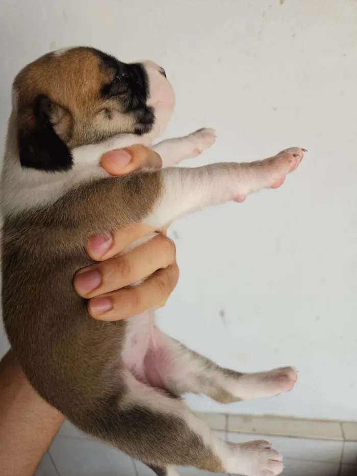 Cachorro ra a SRD-ViraLata idade Abaixo de 2 meses nome 10 filhotes