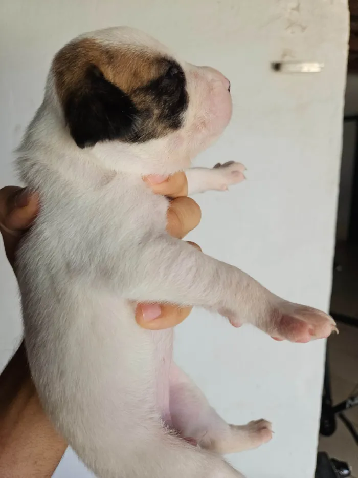 Cachorro ra a SRD-ViraLata idade Abaixo de 2 meses nome 10 filhotes