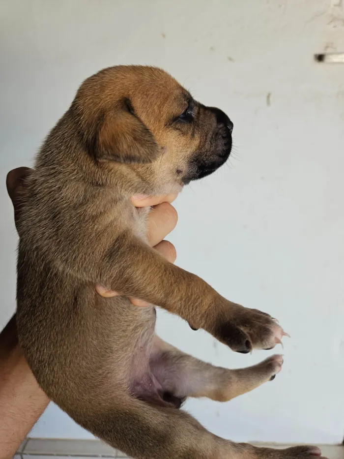 Cachorro ra a SRD-ViraLata idade Abaixo de 2 meses nome 10 filhotes