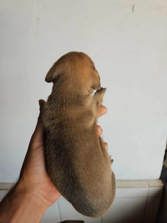 Cachorro ra a SRD-ViraLata idade Abaixo de 2 meses nome 10 filhotes