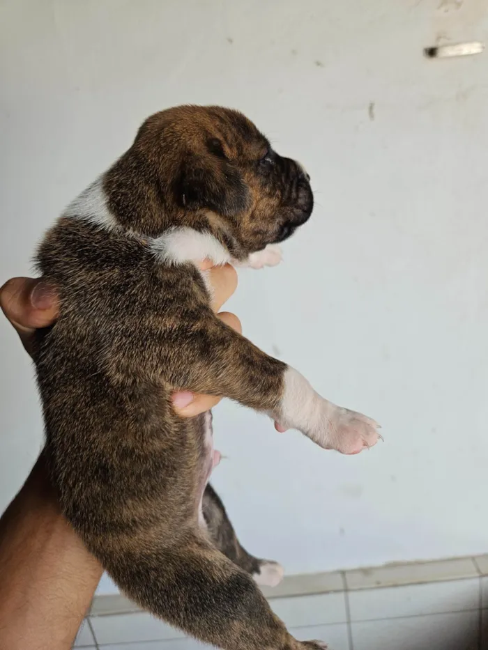 Cachorro ra a SRD-ViraLata idade Abaixo de 2 meses nome 10 filhotes