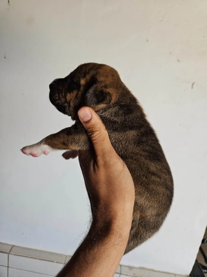 Cachorro ra a SRD-ViraLata idade Abaixo de 2 meses nome 10 filhotes