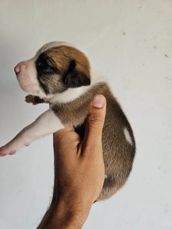 Cachorro ra a SRD-ViraLata idade Abaixo de 2 meses nome 10 filhotes