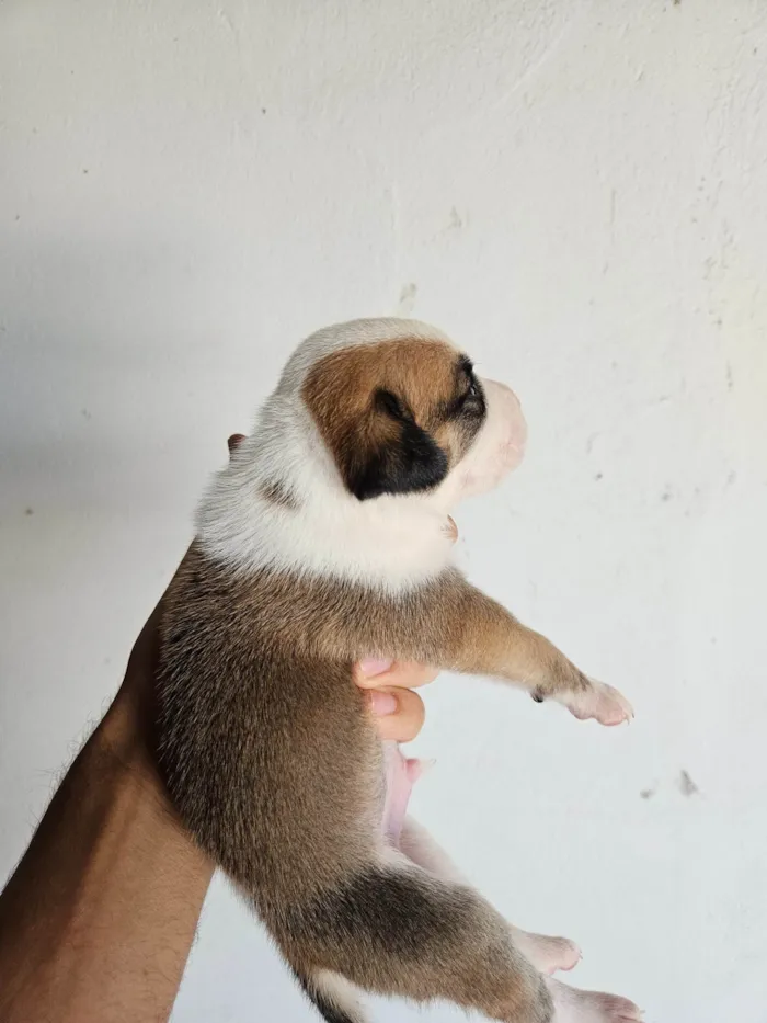 Cachorro ra a SRD-ViraLata idade Abaixo de 2 meses nome 10 filhotes