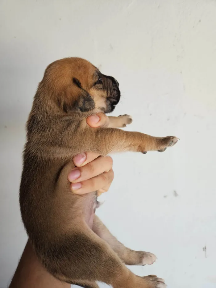 Cachorro ra a SRD-ViraLata idade Abaixo de 2 meses nome 10 filhotes