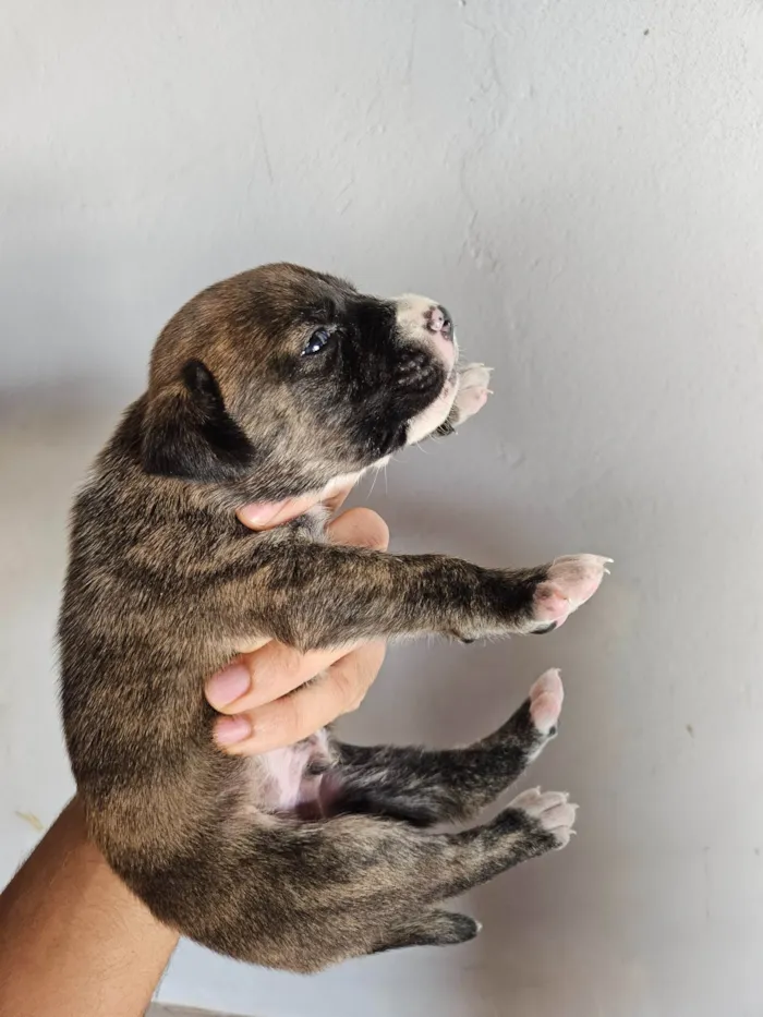 Cachorro ra a SRD-ViraLata idade Abaixo de 2 meses nome 10 filhotes