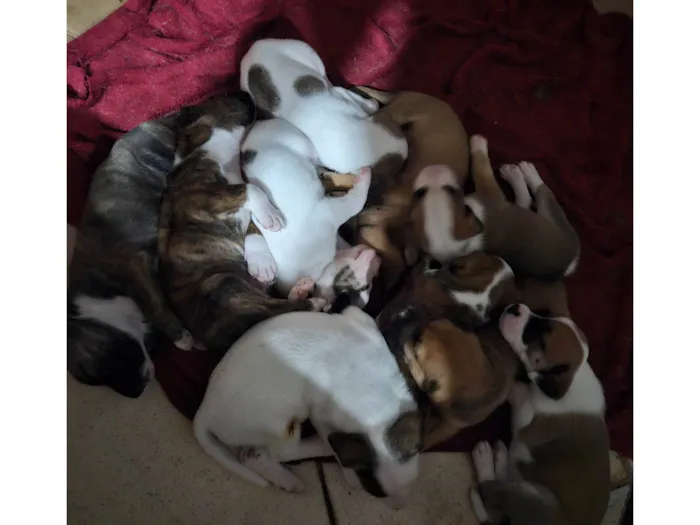 Cachorro ra a SRD-ViraLata idade Abaixo de 2 meses nome 10 filhotes