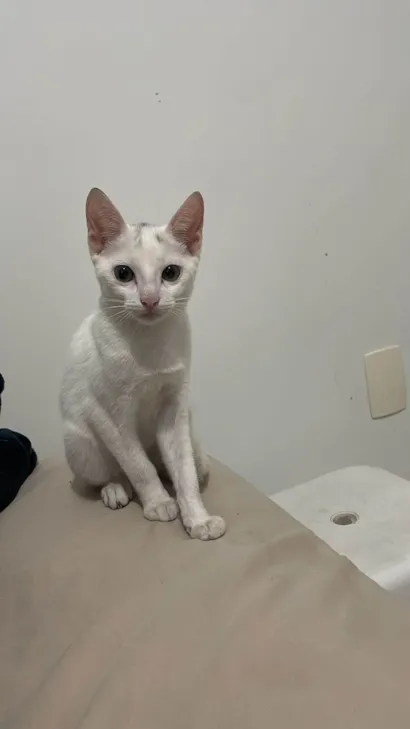 Gato raça SRD-ViraLata idade 2 a 6 meses nome Amora