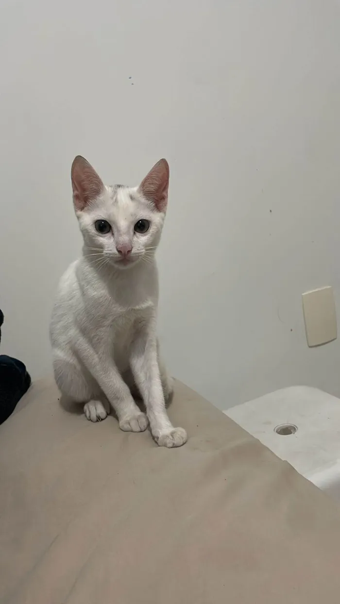 Gato ra a SRD-ViraLata idade 2 a 6 meses nome Amora