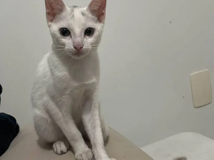 Gato ra a SRD-ViraLata idade 2 a 6 meses nome Amora