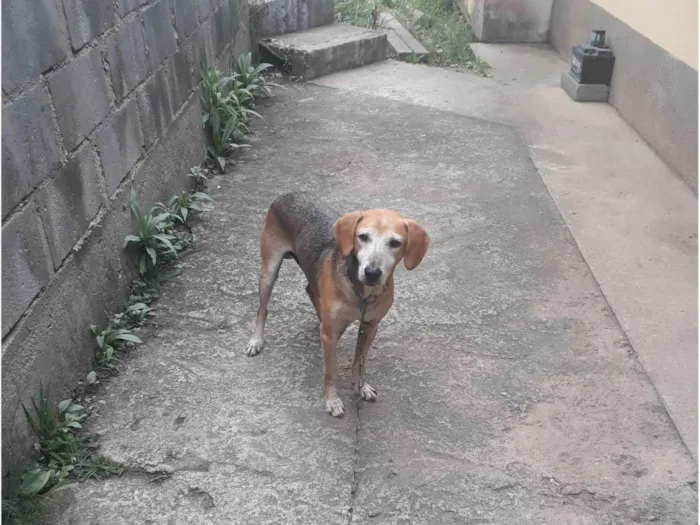 Cachorro ra a SRD-ViraLata idade 6 ou mais anos nome Bob