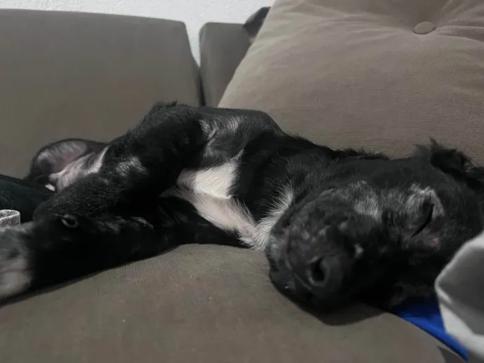 Cachorro ra a SRD-ViraLata idade 2 a 6 meses nome Luck 