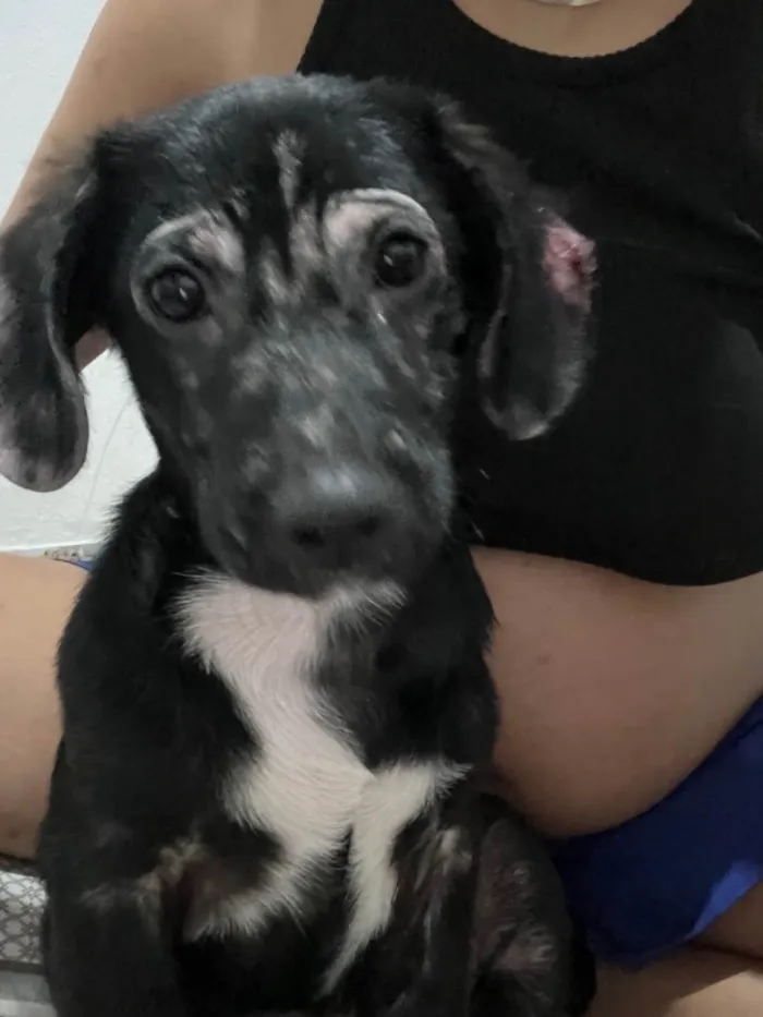 Cachorro ra a SRD-ViraLata idade 2 a 6 meses nome Luck 