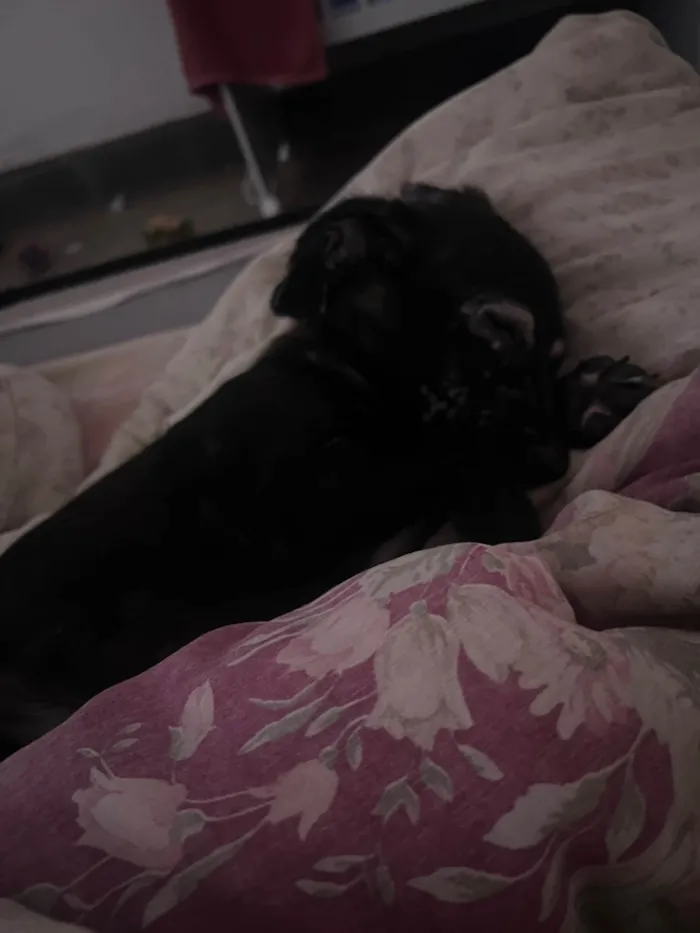 Cachorro ra a SRD-ViraLata idade 2 a 6 meses nome Luck 