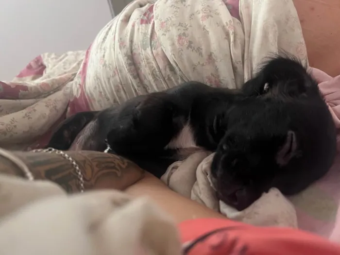 Cachorro ra a SRD-ViraLata idade 2 a 6 meses nome Luck 