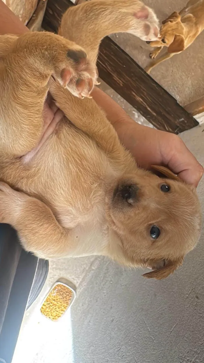 Cachorro ra a SRD-ViraLata idade Abaixo de 2 meses nome Ainda não tem.nome