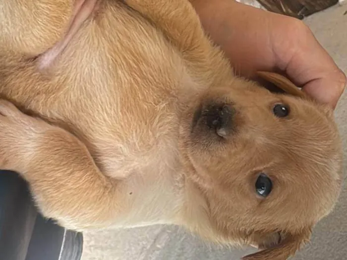 Cachorro ra a SRD-ViraLata idade Abaixo de 2 meses nome Ainda não tem.nome