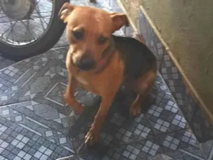 Cachorro raça SRD-ViraLata idade 7 a 11 meses nome Piti