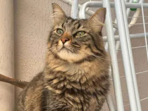 Gato raça SRD-ViraLata idade 5 anos nome Mel e Tom