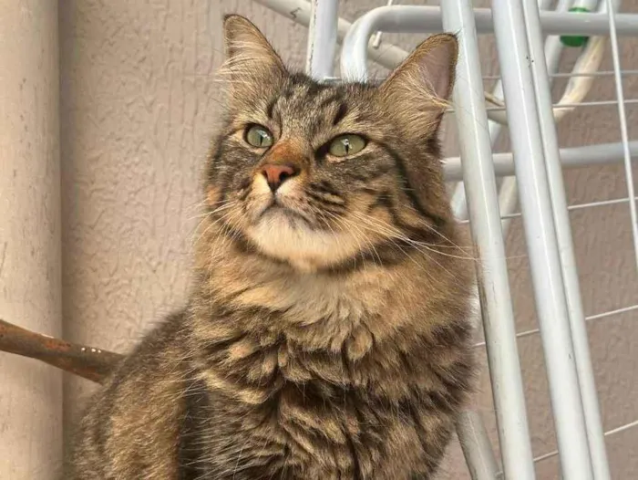 Gato ra a SRD-ViraLata idade 5 anos nome Mel e Tom