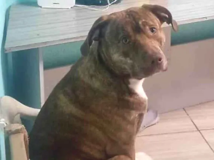 Cachorro ra a SRD-ViraLata idade 1 ano nome toddy