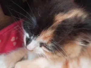 Gato raça SRD-ViraLata idade Abaixo de 2 meses nome Penelope
