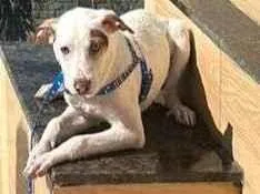 Cachorro raça SRD-ViraLata idade 1 ano nome Sem nome, o cão