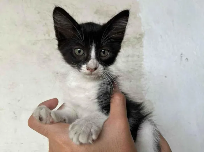 Gato ra a SRD-ViraLata idade Abaixo de 2 meses nome Lili