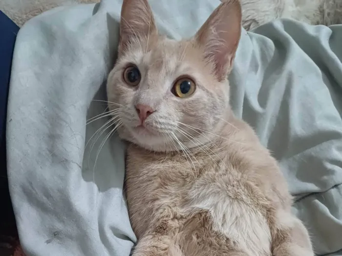 Gato ra a SRD-ViraLata idade 7 a 11 meses nome Atchin