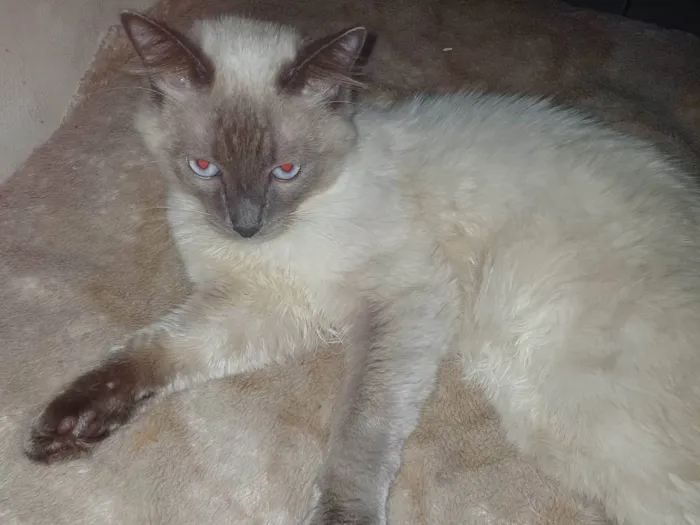 Gato ra a SRD-ViraLata idade 7 a 11 meses nome Bolofofo