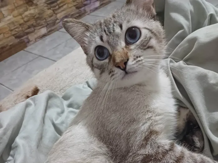 Gato ra a SRD-ViraLata idade 1 ano nome Jack Frost