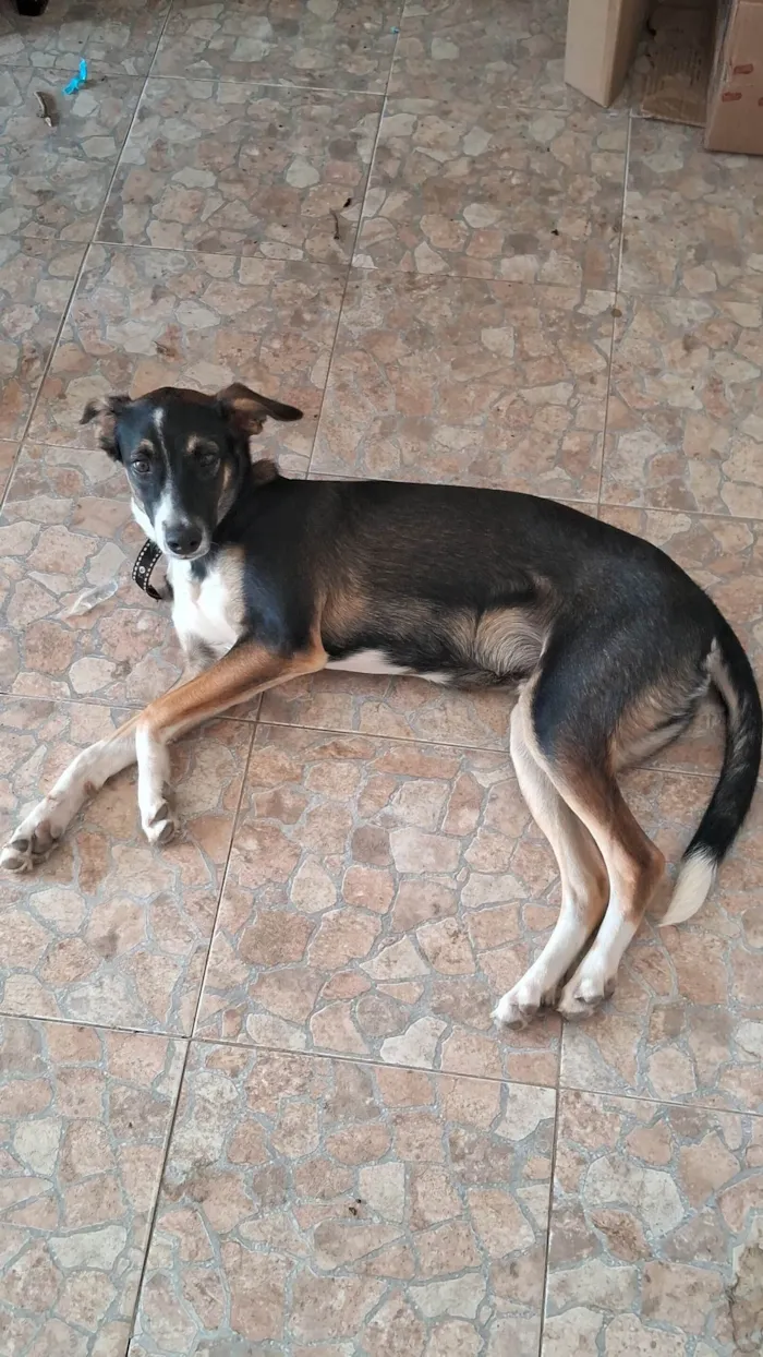 Cachorro ra a SRD-ViraLata idade 2 a 6 meses nome Bobby