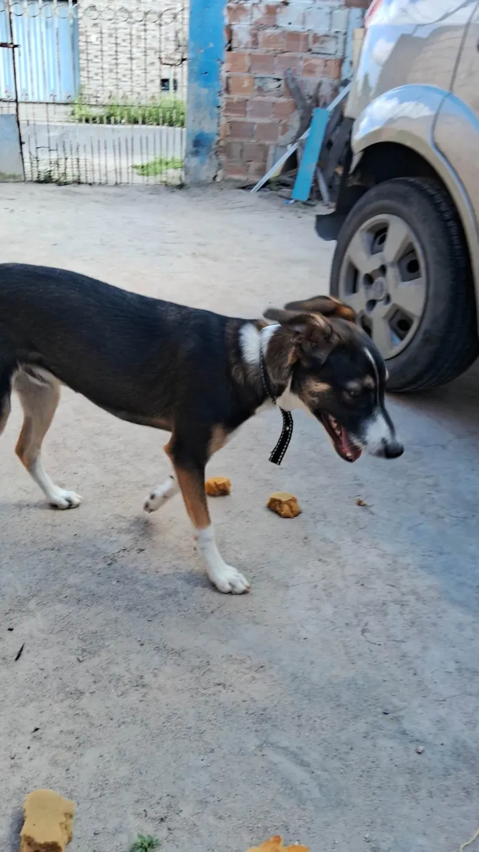 Cachorro ra a SRD-ViraLata idade 2 a 6 meses nome Bobby