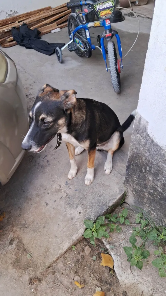 Cachorro ra a SRD-ViraLata idade 2 a 6 meses nome Bobby