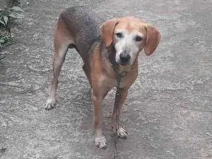 Cachorro raça SRD-ViraLata idade 6 ou mais anos nome Bob