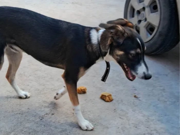 Cachorro ra a SRD-ViraLata idade 2 a 6 meses nome Bobby