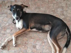 Cachorro raça SRD-ViraLata idade 2 a 6 meses nome Bobby
