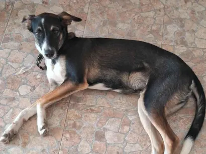 Cachorro raça SRD-ViraLata idade 2 a 6 meses nome Bobby