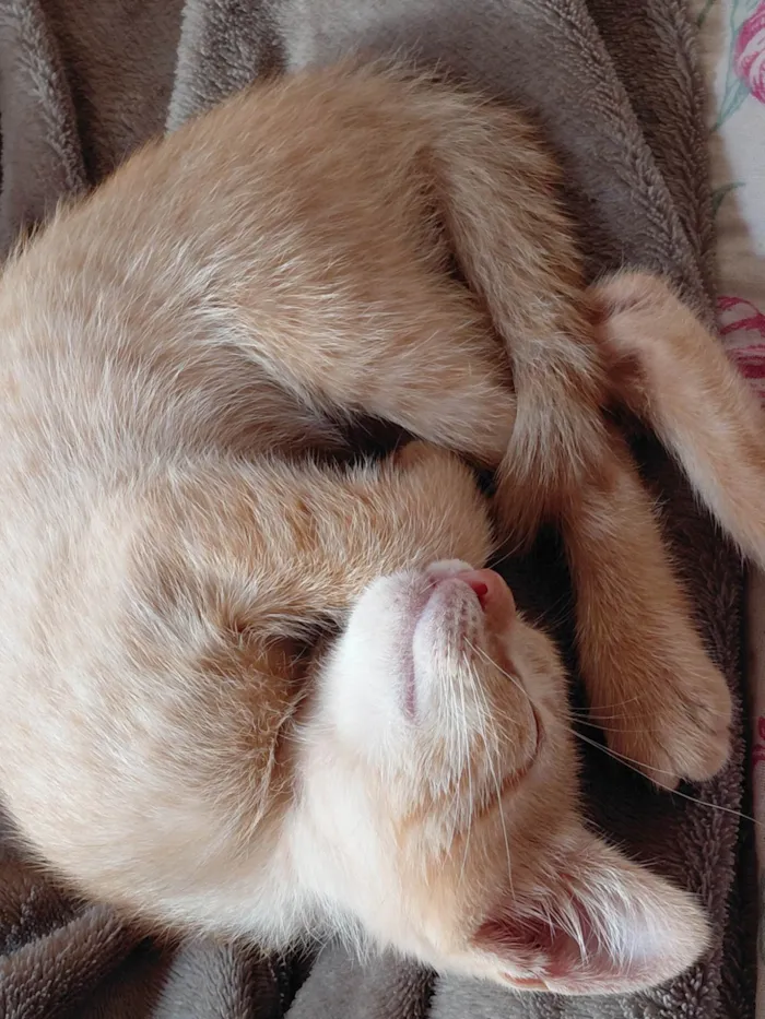 Gato ra a SRD-ViraLata idade 2 a 6 meses nome Cerveja