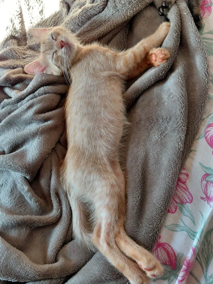 Gato ra a SRD-ViraLata idade 2 a 6 meses nome Cerveja